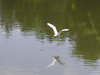 Crane flying over water