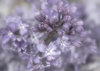 Dreamy  Lilac 2
