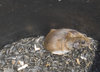 Garage Mouse