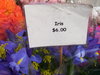 Iris  3