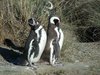 magellenic penguins