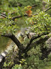Iguana