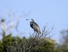 Tricolored Heron