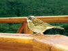 Tico-tico Bird