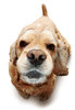 American Cocker Spaniel