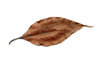 Autumn leaf