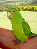 Maritaca 2