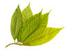 Green Leaves 1