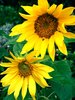 Sunflower 1