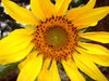 Sunflower 3