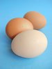 Chicken Eggs
