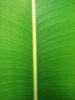Banana Leaf 1
