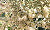 Asian honey bees