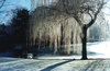 Ice tree