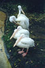 Pelicans