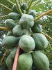 Papaya Tree