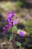 spring wild flower
