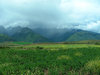 shades of green
