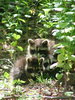 Baby Racoons 3