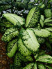 background garden greenery