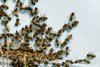 Bee hive