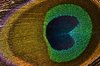 Peacock feather close up
