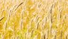 Wheat