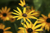 Coneflowers