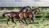 running horses
