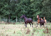 horses