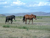 wild horses