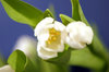 white tulips