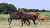 horses