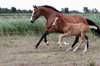 horses