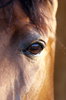 bay horses