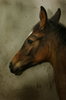 foal