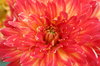red flower