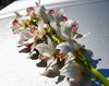 orchids
