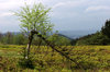 broken birch