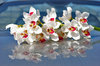 orchids