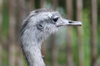 emu