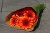 gerber and rose 1