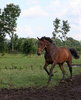 horse portrait