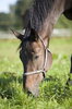 horse portrait