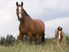 horses on the meadow