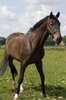 horse portrait