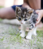 pussy