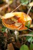 Death Cap