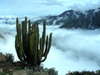 colca canyon