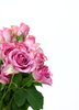 Pink Roses 2